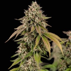 Cereal Milk semi cannabis Royal Queen Seeds