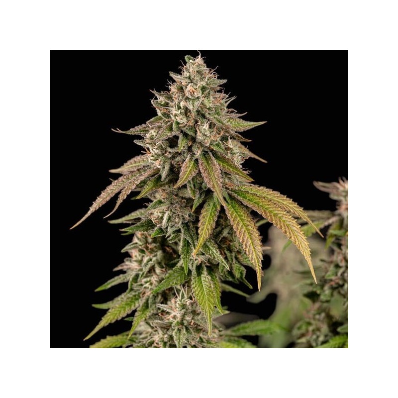 Cereal Milk semi cannabis Royal Queen Seeds