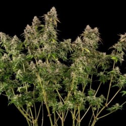 Cereal Milk semi cannabis Royal Queen Seeds