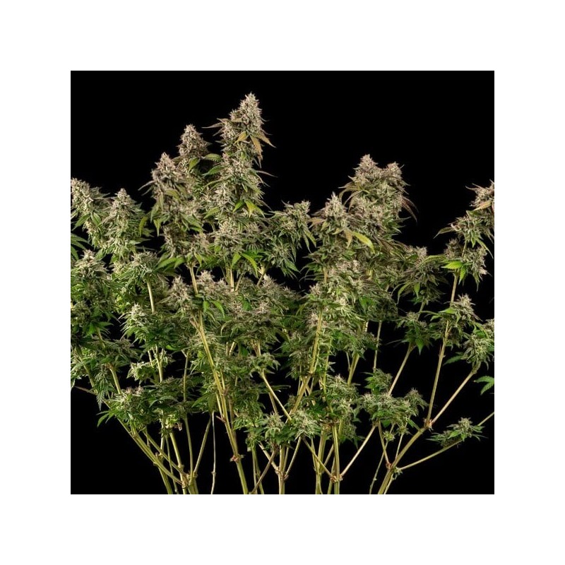Cereal Milk semi cannabis Royal Queen Seeds