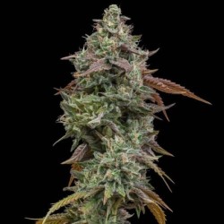 Cereal Milk semi cannabis Royal Queen Seeds