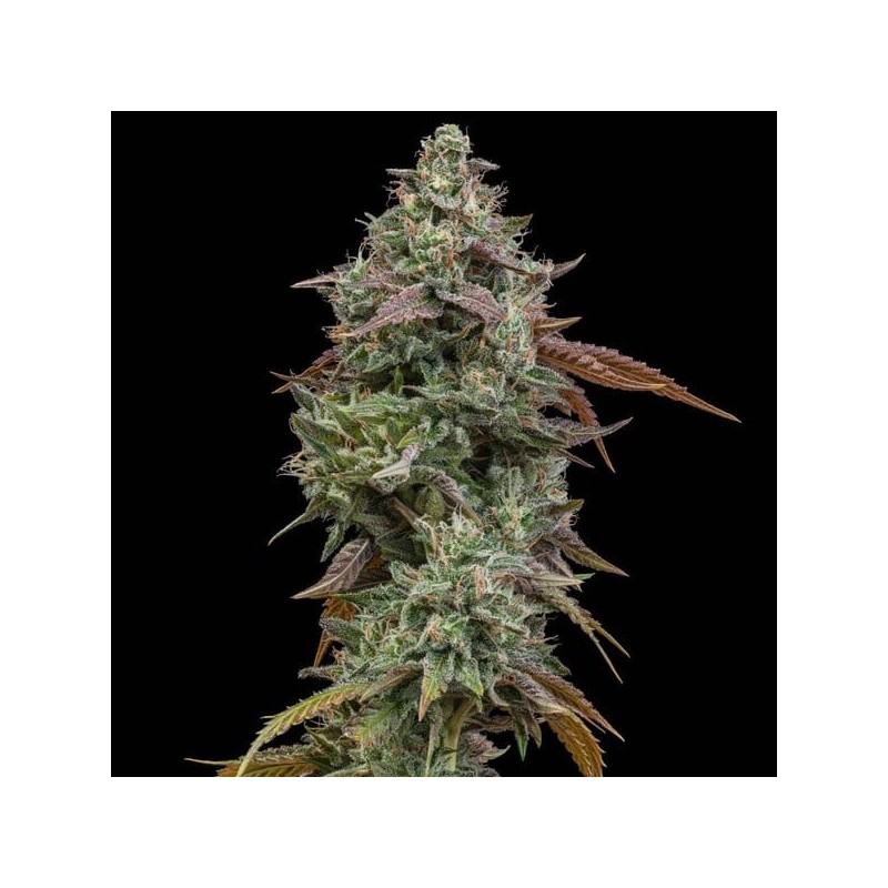 Cereal Milk semi cannabis Royal Queen Seeds