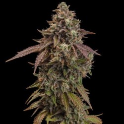 Cereal Milk semi cannabis Royal Queen Seeds