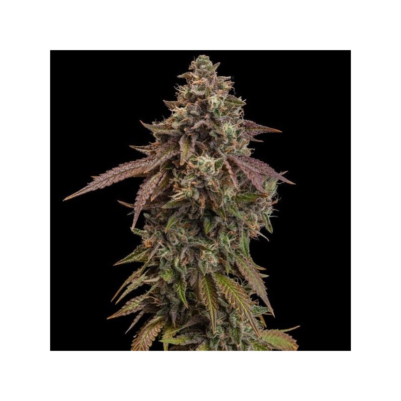 Cereal Milk semi cannabis Royal Queen Seeds