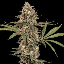 Cereal Milk semi cannabis Royal Queen Seeds