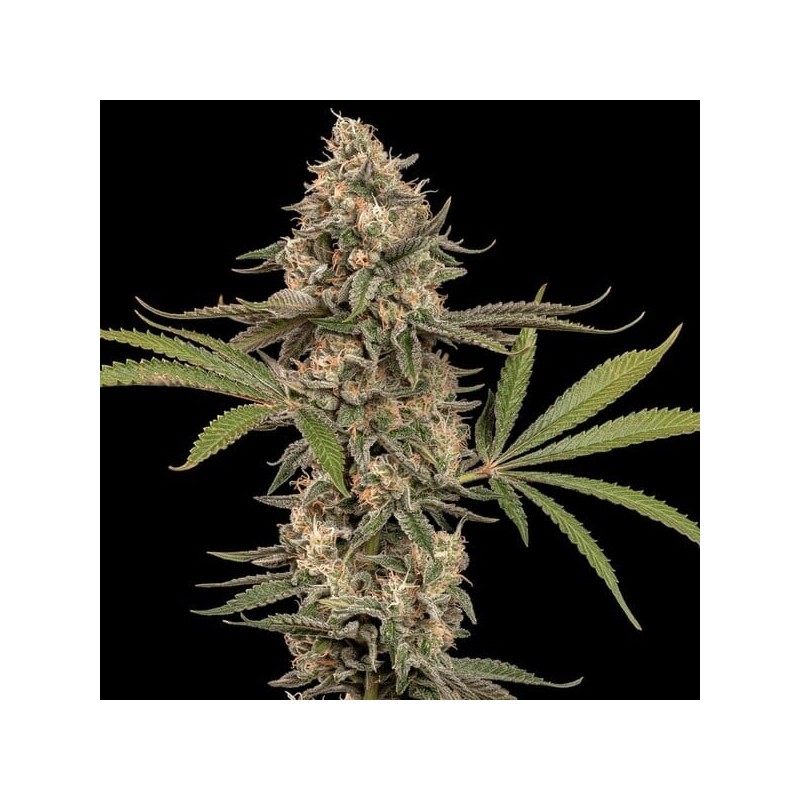 Cereal Milk semi cannabis Royal Queen Seeds