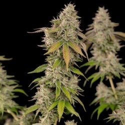 Cereal Milk semi cannabis Royal Queen Seeds
