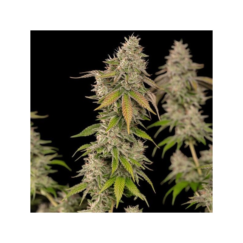 Cereal Milk semi cannabis Royal Queen Seeds