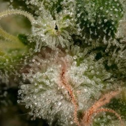 Cereal Milk semi cannabis Royal Queen Seeds