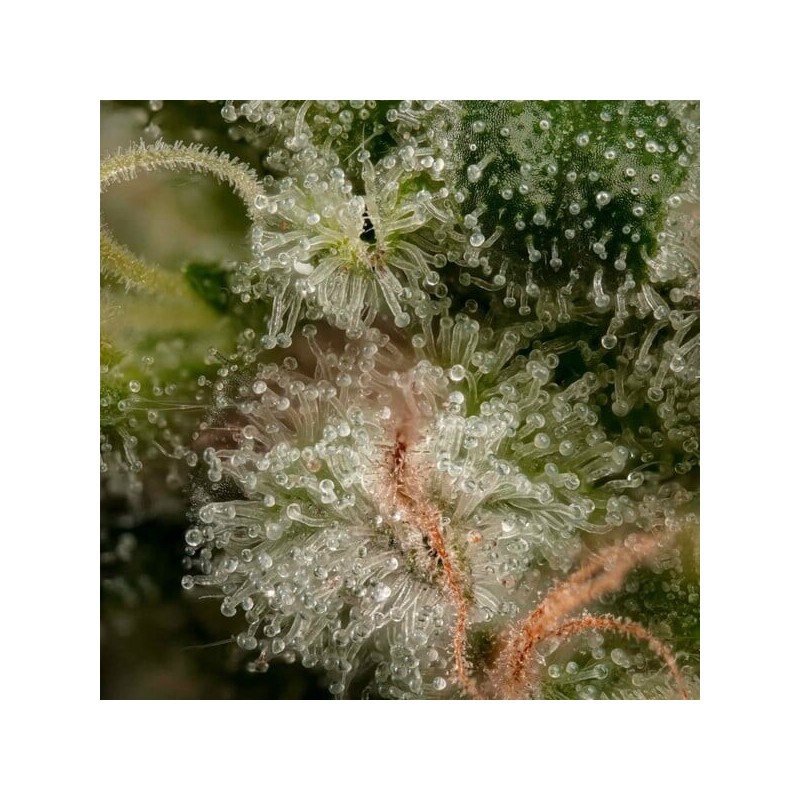 Cereal Milk semi cannabis Royal Queen Seeds