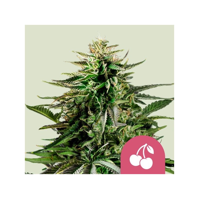 Cherry Pie semi cannabis Royal Queen Seeds