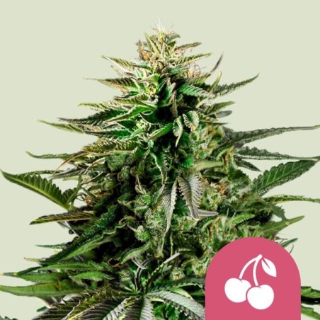 Cherry Pie semi cannabis Royal Queen Seeds