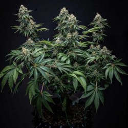 Cherry Pie semi cannabis Royal Queen Seeds
