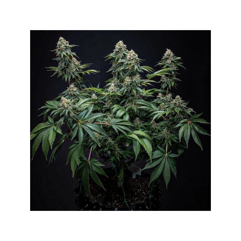 Cherry Pie semi cannabis Royal Queen Seeds