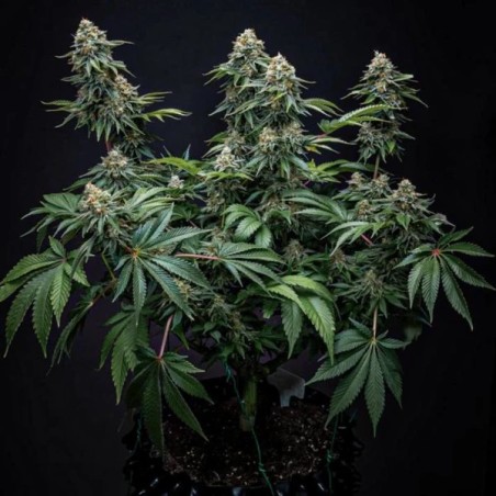 Cherry Pie semi cannabis Royal Queen Seeds