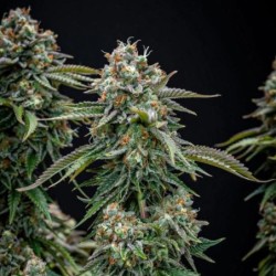 Cherry Pie semi cannabis Royal Queen Seeds