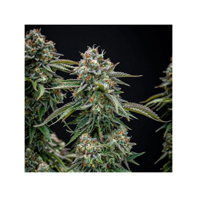 Cherry Pie semi cannabis Royal Queen Seeds