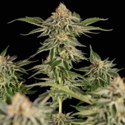 Cherry Pie semi cannabis Royal Queen Seeds