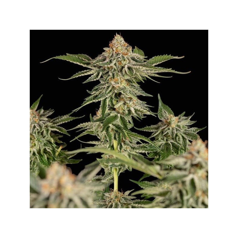 Cherry Pie semi cannabis Royal Queen Seeds