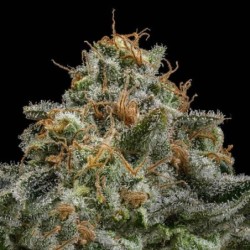 Cherry Pie semi cannabis Royal Queen Seeds