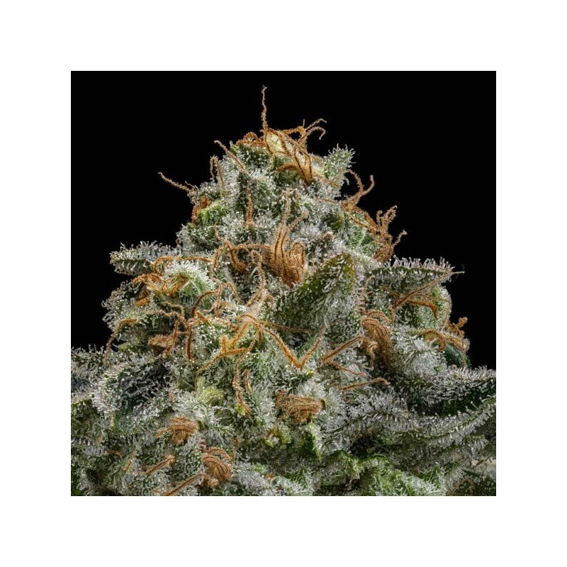 Cherry Pie semi cannabis Royal Queen Seeds