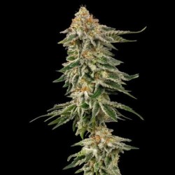 Cherry Pie semi cannabis Royal Queen Seeds