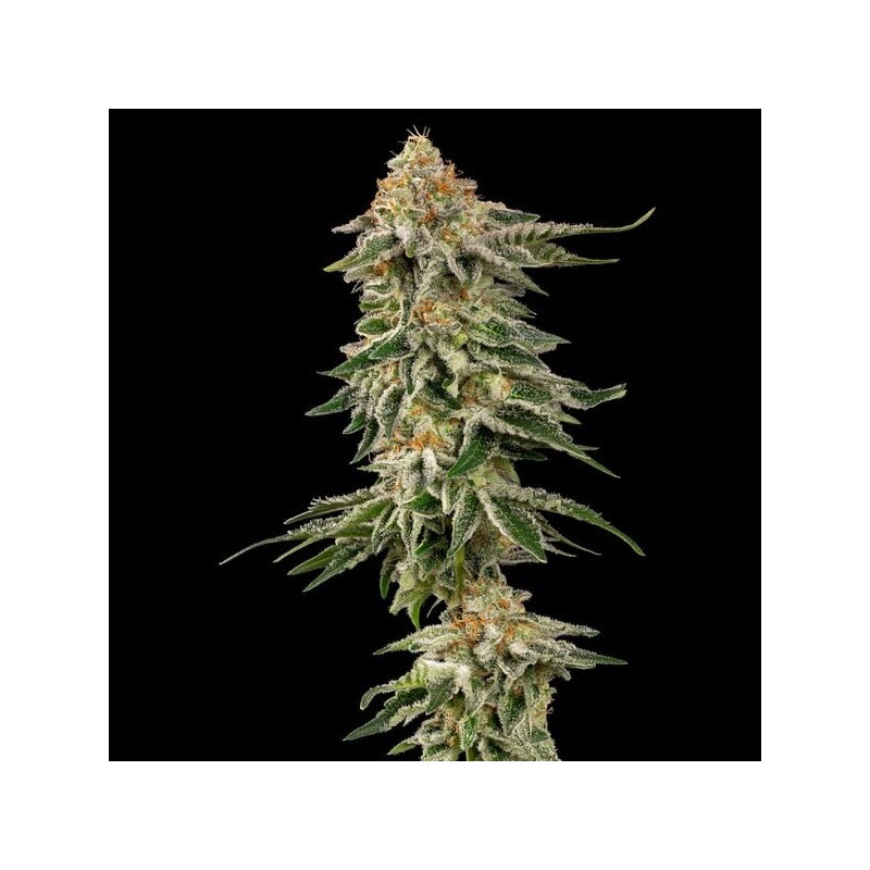 Cherry Pie semi cannabis Royal Queen Seeds