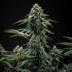 Cherry Pie semi cannabis Royal Queen Seeds