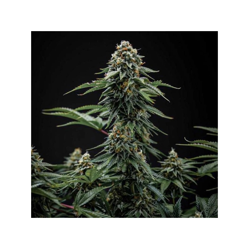 Cherry Pie semi cannabis Royal Queen Seeds