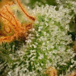 Cherry Pie semi cannabis Royal Queen Seeds