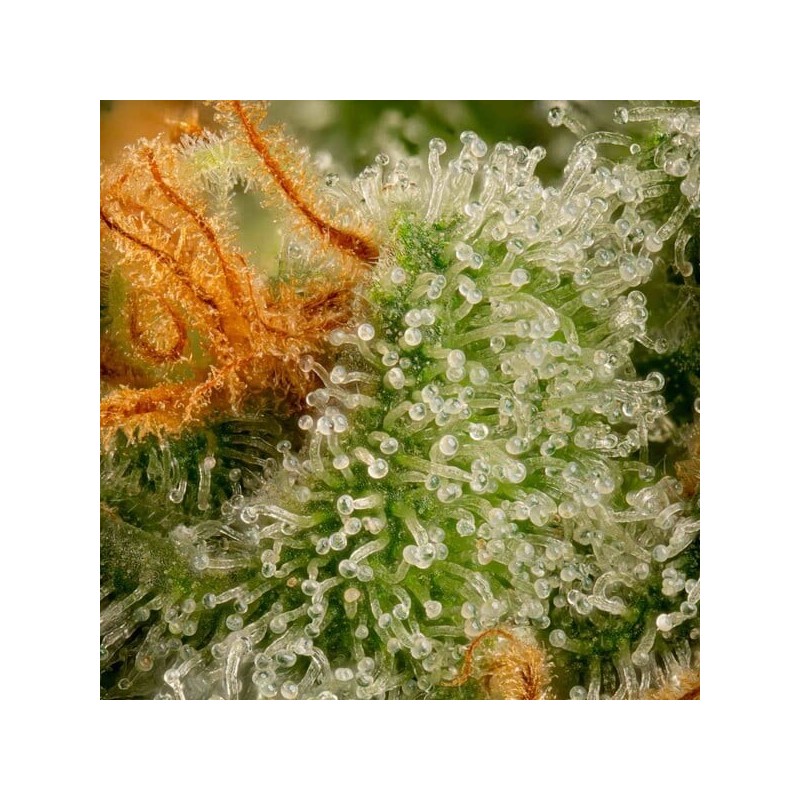 Cherry Pie semi cannabis Royal Queen Seeds
