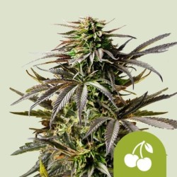 Cherry Pie Auto semi cannabis Royal Queen Seeds
