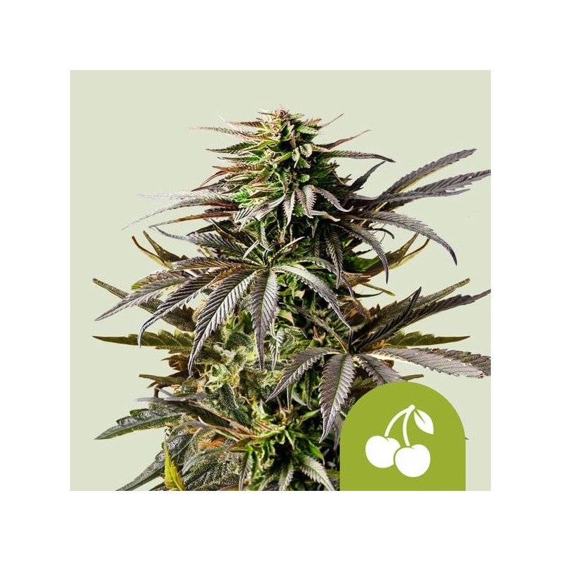 Cherry Pie Auto semi cannabis Royal Queen Seeds