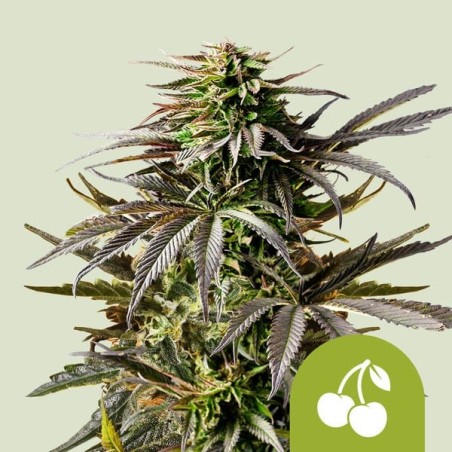 Cherry Pie Auto semi cannabis Royal Queen Seeds