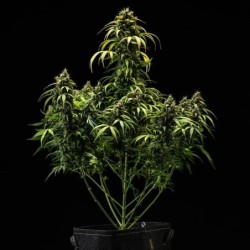 Cherry Pie Auto semi cannabis Royal Queen Seeds