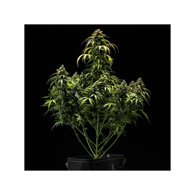 Cherry Pie Auto semi cannabis Royal Queen Seeds