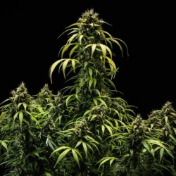 Cherry Pie Auto semi cannabis Royal Queen Seeds