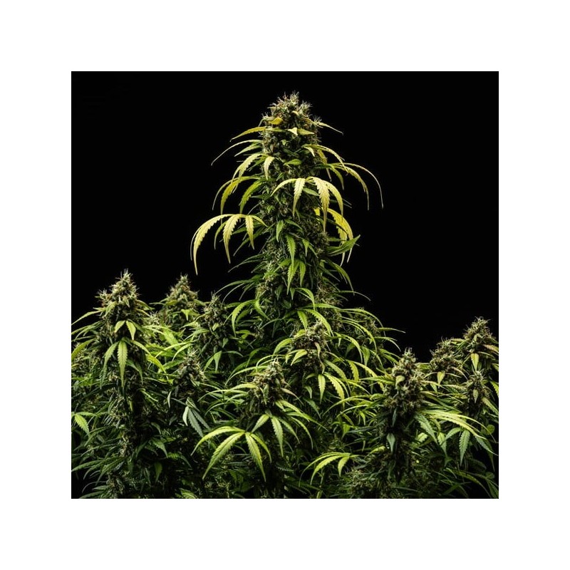 Cherry Pie Auto semi cannabis Royal Queen Seeds