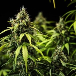 Cherry Pie Auto semi cannabis Royal Queen Seeds