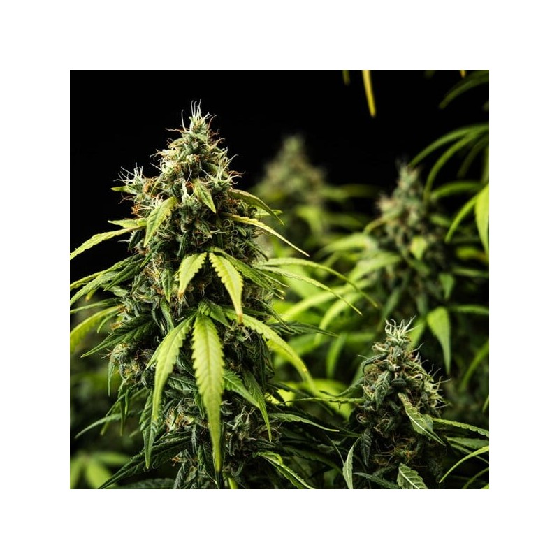 Cherry Pie Auto semi cannabis Royal Queen Seeds