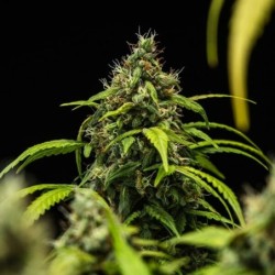 Cherry Pie Auto semi cannabis Royal Queen Seeds
