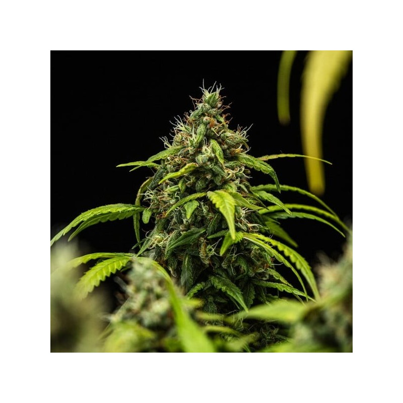 Cherry Pie Auto semi cannabis Royal Queen Seeds