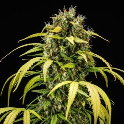 Cherry Pie Auto semi cannabis Royal Queen Seeds