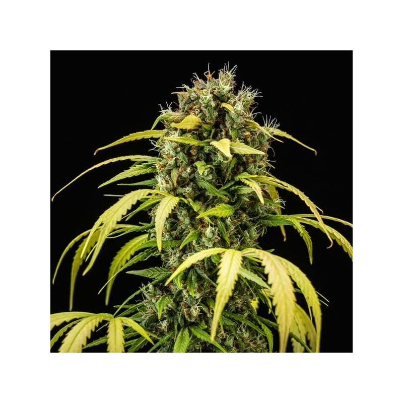 Cherry Pie Auto semi cannabis Royal Queen Seeds