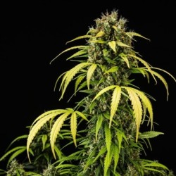 Cherry Pie Auto semi cannabis Royal Queen Seeds