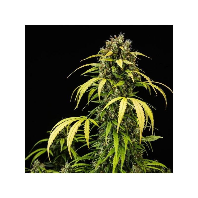 Cherry Pie Auto semi cannabis Royal Queen Seeds