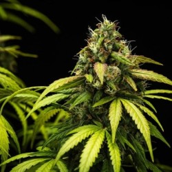 Cherry Pie Auto semi cannabis Royal Queen Seeds