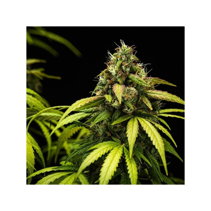 Cherry Pie Auto semi cannabis Royal Queen Seeds