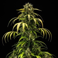 Cherry Pie Auto semi cannabis Royal Queen Seeds