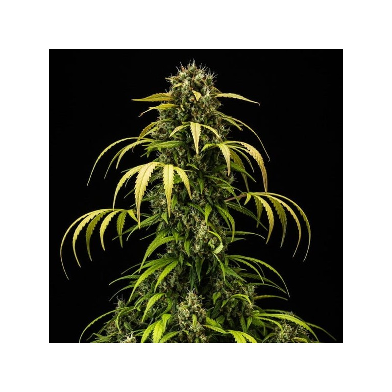 Cherry Pie Auto semi cannabis Royal Queen Seeds